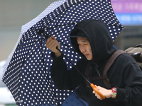 가로수·표지판 쓰러져…전북 강풍 피해 발생