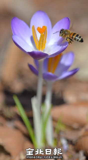 봄 소식을 전하고 있는 ‘청춘의 기쁨’이란 꽃말을 지닌 붓꽃과의 베르누스크로커스 ‘리멤브런스’