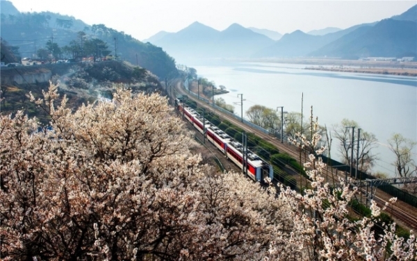 2017열린 양산 원동매화축제 모습
