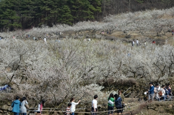 2017열린 양산 원동매화축제 모습