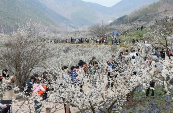 2017열린 양산 원동매화축제 모습