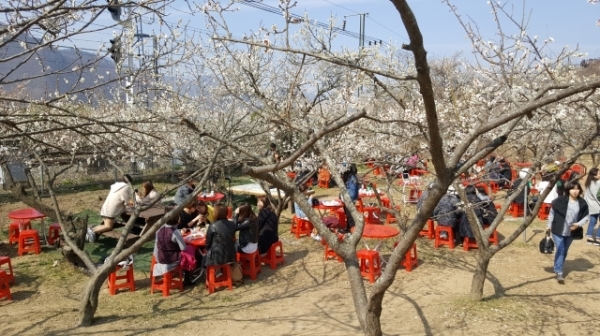 순매원에서 잔치국수를 먹는 상춘객