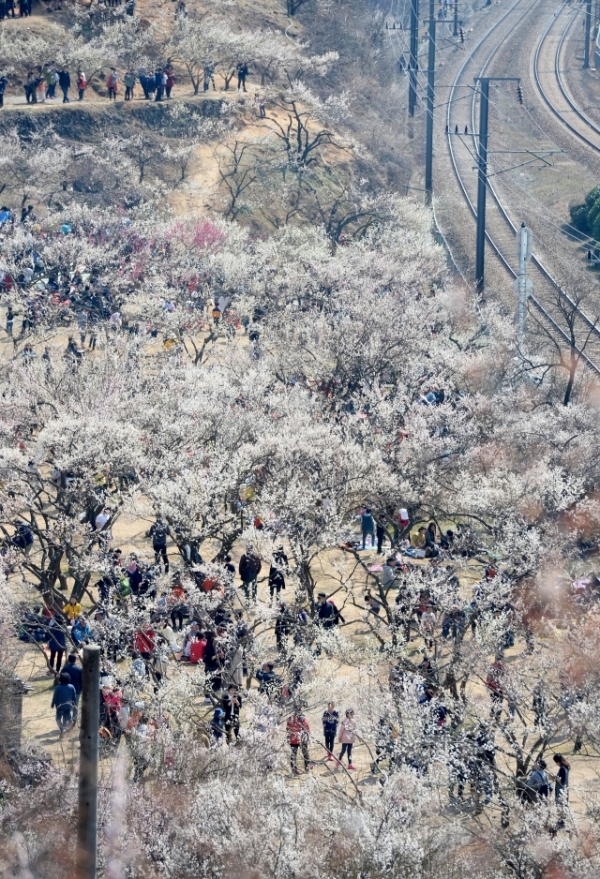 양산 원동 매화 전경