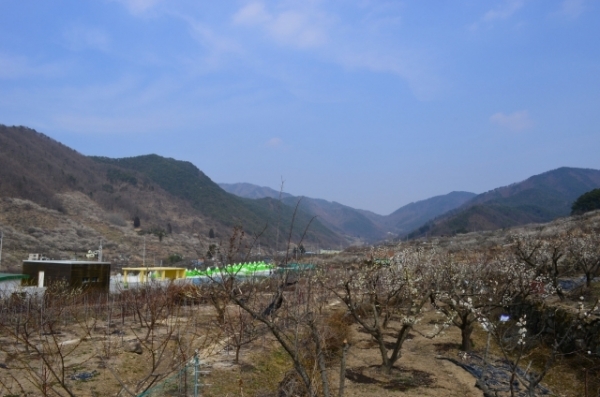 양산 원동면 영포마을 전경