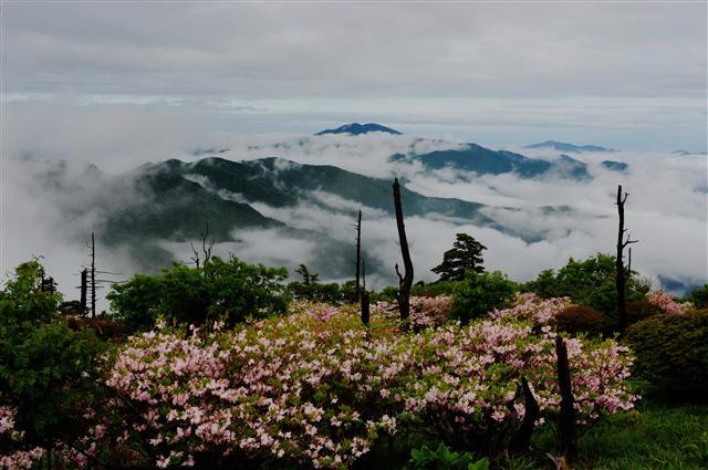 ▲ 지리산 철쭉과 앙상한 주목이 운해와 어우러져 절경을 이루고 있다.