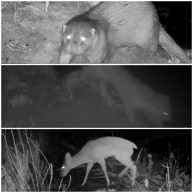 ▲ 이 일대 관찰카메라에 포착된 수달(위), 삵(가운데), 고라니(아래).