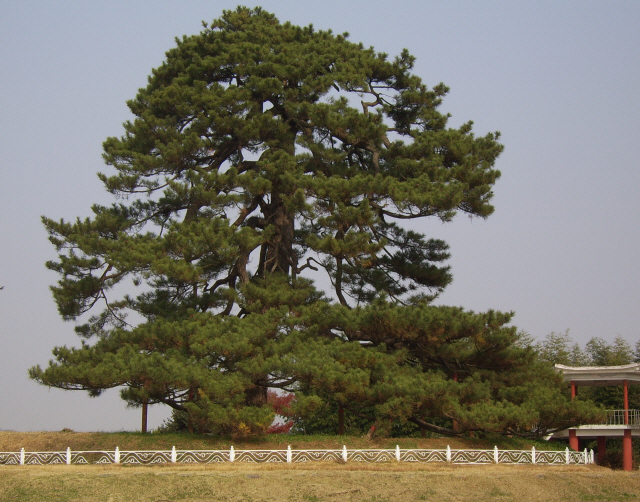 ▲ 번개에 맞아 고사한 익산 곰솔나무(천연기념물 제188호·왼쪽)