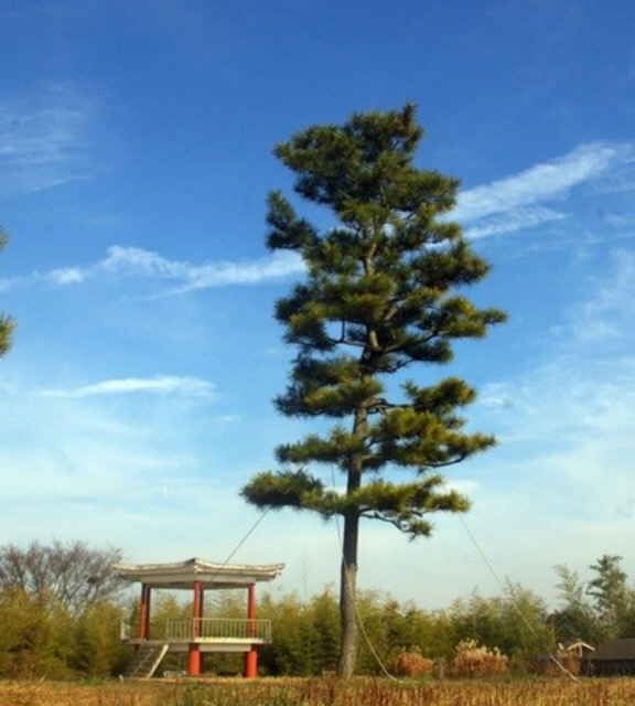 ▲ 번개에 맞아 고사한 익산 곰솔나무 후계목.