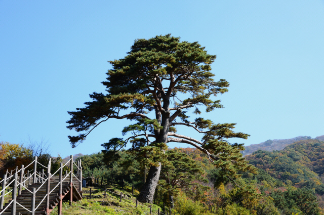 ▲ 남원 지리산 천년송(천연기념물 제424호).