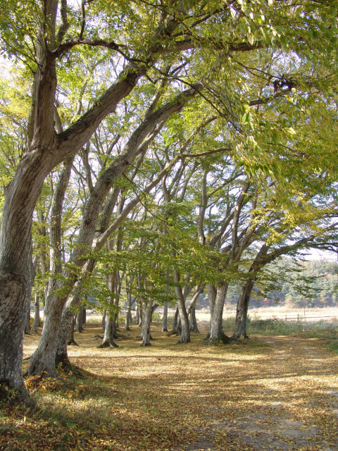 ▲ 남원 운봉 서림숲(서어나무 군락시절).