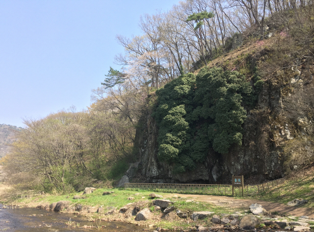 ▲ 고창 삼인리 송악(천연기념물 제367호).