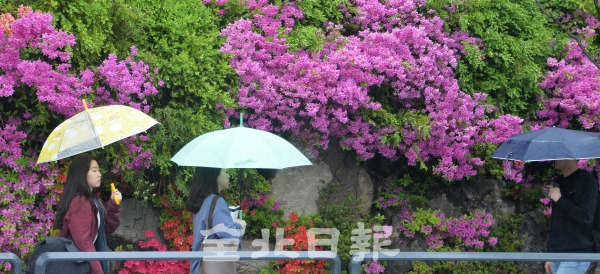 흐리고 비가 내린 23일 전북대학교에서 우산을 쓴 학생들이 녹음이 우거진 캠퍼스를 걷고 있다. 박형민 기자