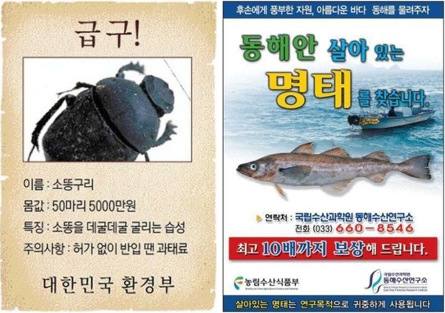 ▲ 환경부와 국립수산과학원의 쇠똥구리·명태 채집 공고.