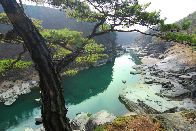 ▲ 한탄강과 소나무.