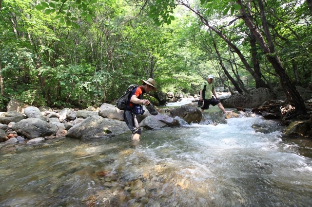 한여름의 신비를 간직한 능강계곡 전경. 사진=충북도 제공