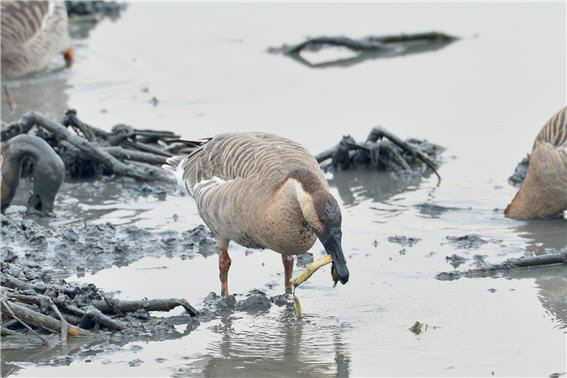▲ 멸종위기종 2급인 개리