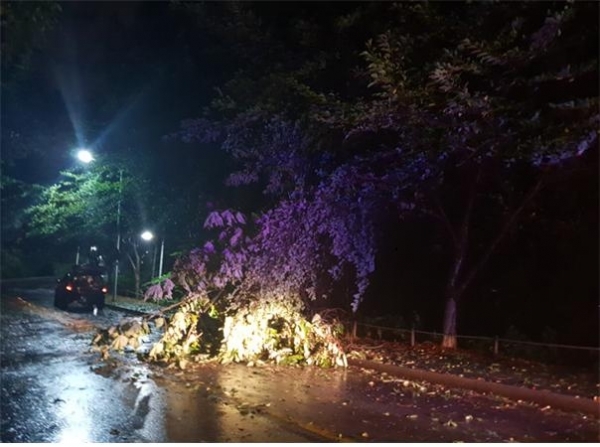 군산 은파저수지 가로수 가지 쓰러진 모습