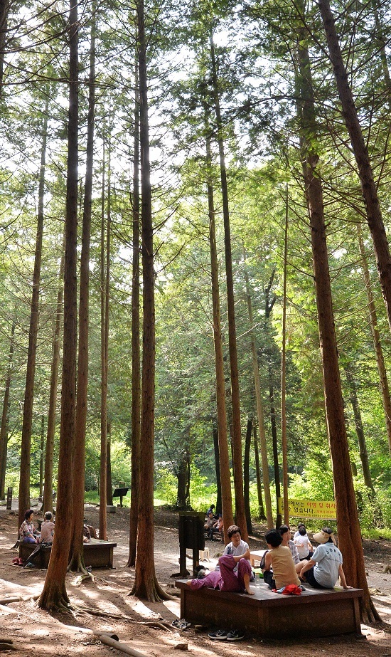 전주 건지산 편백숲. 전북일보 자료사진