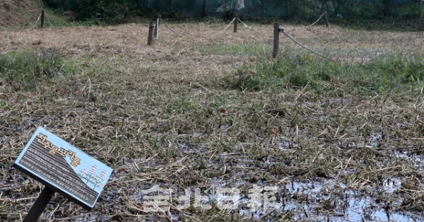 10일 오송제의 전주물꼬리풀 습지 일대에 팻말만 있을 뿐 뜨거운 뙤약볕으로 인해 초라한 모습의 습지만 남아 있다. 조현욱 기자