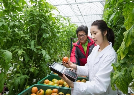 농진청 스마트팜 토마토