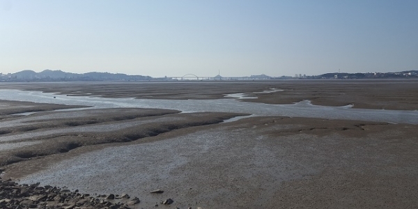 군산 내항과 금강하구둑 등 금강 상류 일대를 가득 메우고 있는 펄.