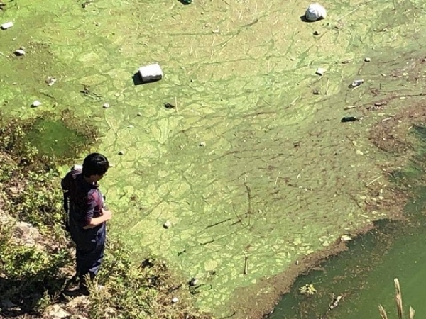 용담호 진안천 합류 지점 일대에 가득찬 녹조. 사진 제공= 전북환경운동연합.
