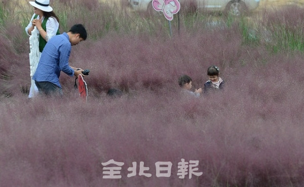 남원시 신생마을 핑크뮬리 군락지. 박형민 기자