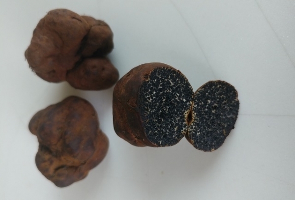 임실 삼계면 뇌천리 일대 야산에서 발견된 송로버섯으로 추정 되었던 버섯류.
