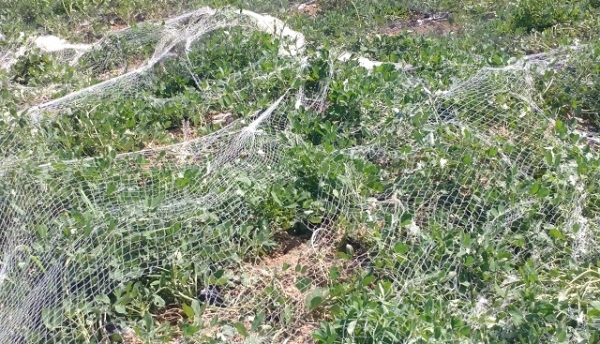 수확을 앞두고 야생 멧돼지가 헤집어 놓은 남원지역 논과 밭. 사진제공= 남원시