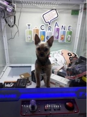 인형뽑기 기계 안에 넣어진 강아지.