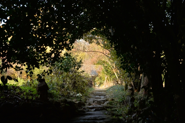 쌍산재 동백터널