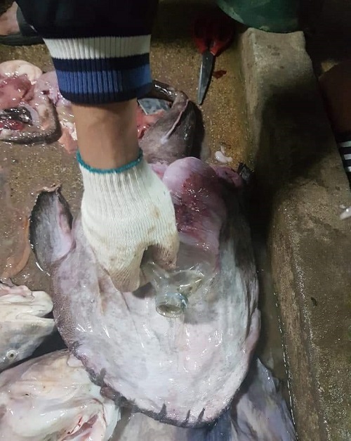 부안 앞바다에서 잡힌 아귀 뱃속에서 500ml 크기의 플라스틱 생수병이 나왔다.