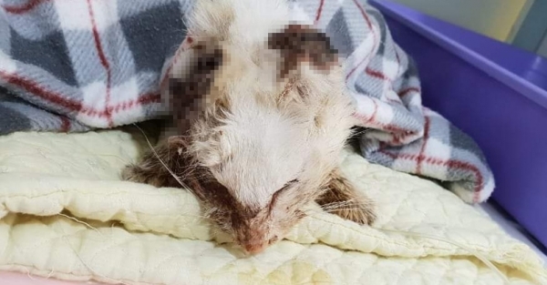 두 귀가 잘리는 등 학대 당한 고양이. 사진제공= 군산캣맘