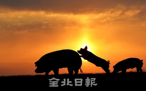 기해년(己亥年) 황금빛으로 물든 태양이 떠올랐습니다. 60년만에 찾아온 황금돼지띠로 돼지는 예부터 큰 복과 재물 등 풍요를 상징합니다. 충남 천안시 농촌진흥청 국립축산과학원 축산자원개발부에서 재래 종자인 우리흑돈 어미돼지를 따라 걷던 아기돼지가 도약하듯 몸을 일으켜 세웁니다. 힘차게 솟아오른 기해년 새해와 함께 힘들었던 과거를 떨치고 희망 가득 찬 도약만이 있기를 기원합니다. 박형민 기자