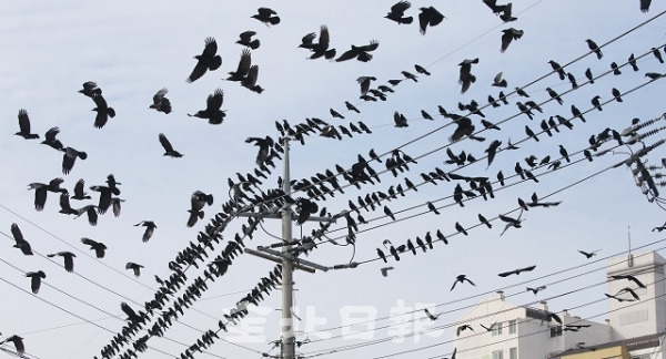 13일 김제시를 찾은 수많은 까마귀가 전깃줄에서 날갯짓을 하며 날아오르고 있다. 조현욱 기자