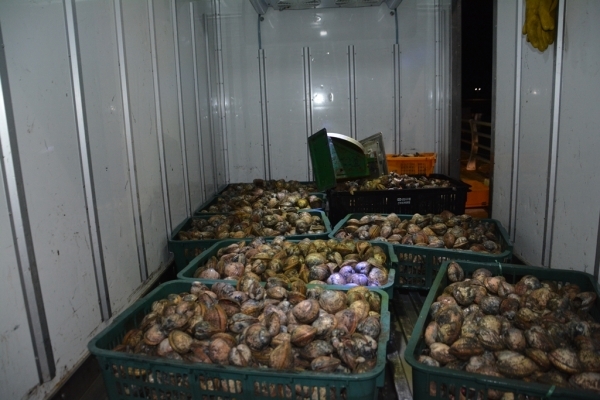 불법으로 포획한 새조개.