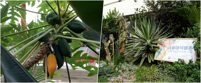 열대, 아열대식물 존