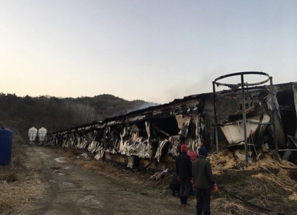 (사진=출동한 소방당국에 의해 불이 진압된 축사의 모습)