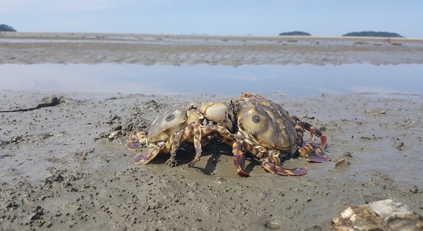 고창갯벌.