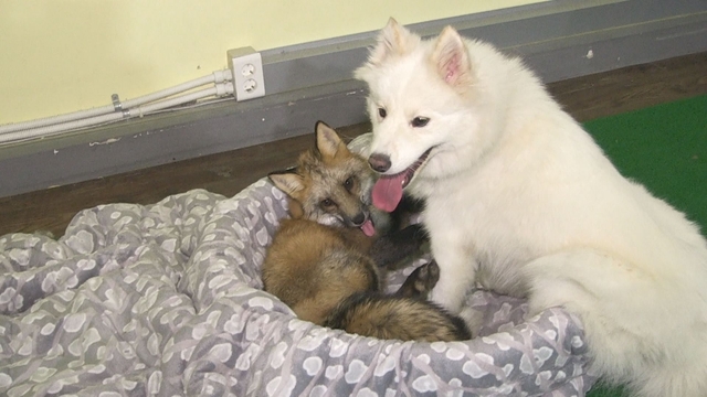 사진제공=SBS TV동물농장