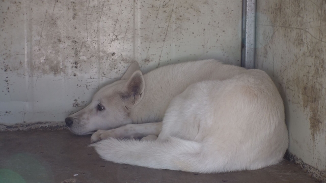 사진제공=SBS TV동물농장