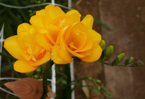 프리지아 골드리치.