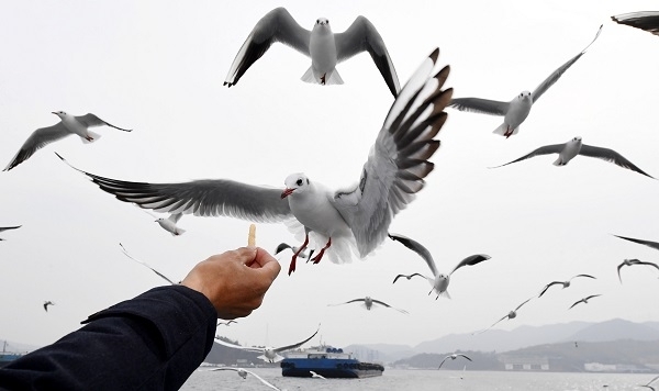 돝섬해상유원지를 오가는 선박에서 시민들이 갈매기들에게 새우깡을 주고 있다. 사진= 경남신문 성승건 기자