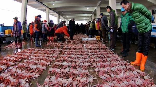 경북 울진 후포항 위판장에선 아침마다 대게와 붉은대게 경매가 열린다. 산지에서 바로 쪄먹는 대게는 별미 중에서도 으뜸이다. 울진군 제공