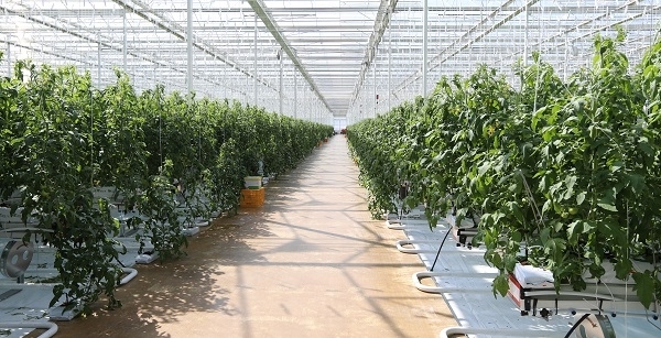 진안고원 스마트팜 유리온실 내부 모습.