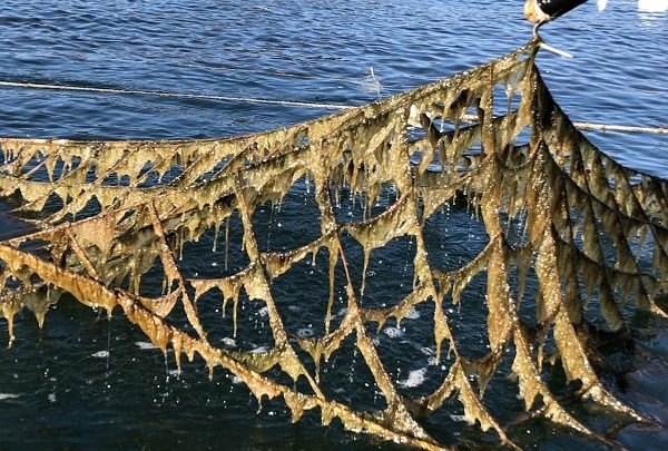 고군산군도와 부안군 일대에 발생한 김 황백화와 갯병 등으로 김 양식 어업인들이 큰 피해를 입고 있다.