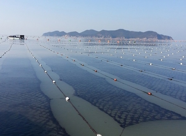 고군산군도 김 양식 어장 전경.