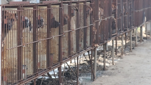 9일 익산시 신동 한 공터에 비위생적으로 방치된 녹슨 철창 안에 대형견들이 갇혀 있다. 조현욱 기자