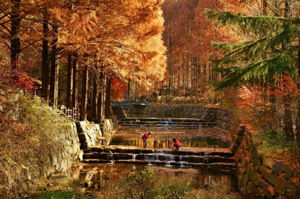 장태산의 가을. 사진=대전시 제공