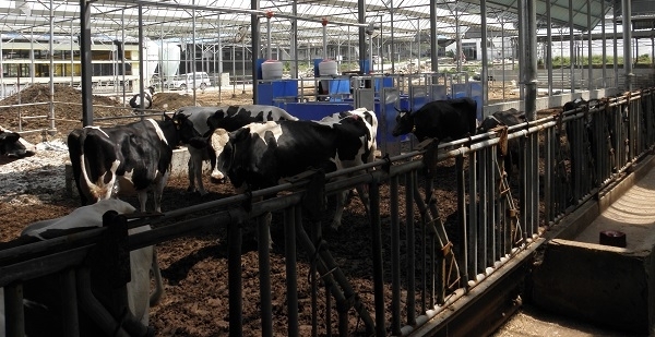젖소 스마트축산 모델 농장. 사진 제공= 농촌진흥청